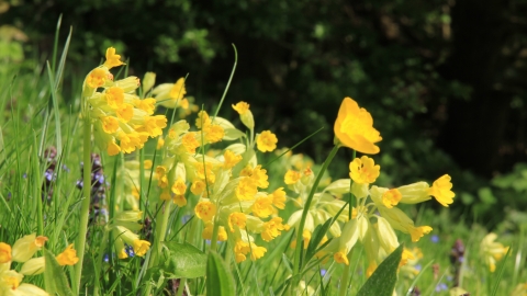 Cowslips