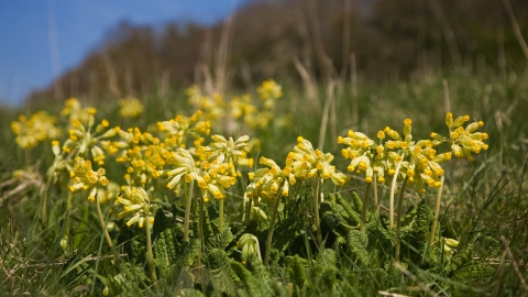 Cowslips