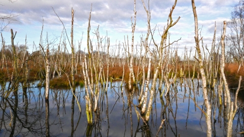 Crowle Moor