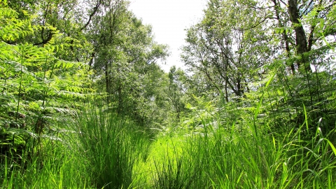 Crowle Moor