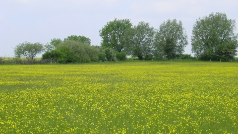 Pickering's Meadow