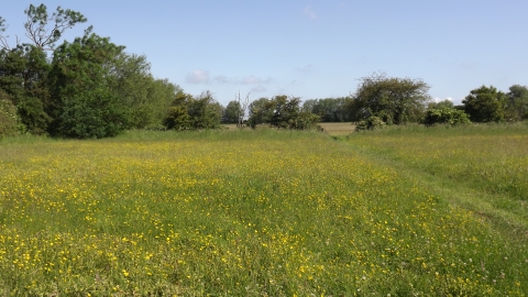 Pickering's Meadow