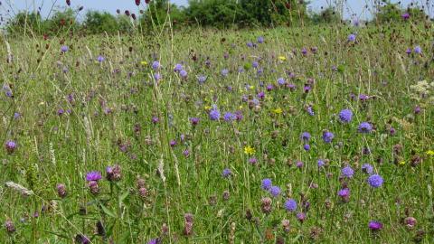 Devil's bit scabious