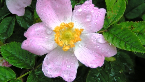 Dog rose