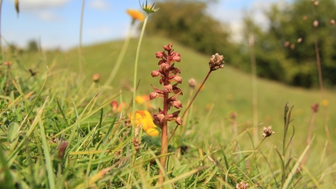 Frog orchid