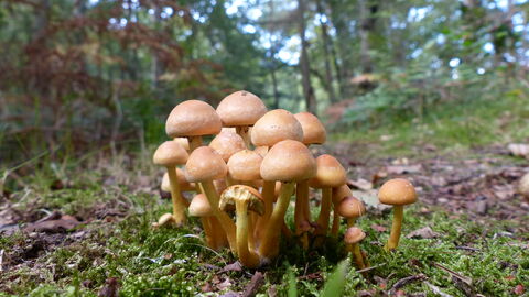 Fungi Linwood Warren