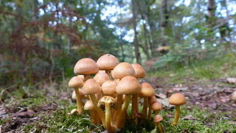 Fungi Linwood Warren