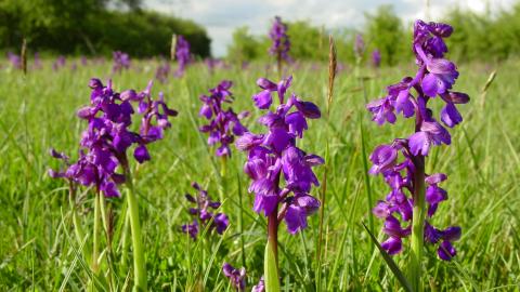 Green-winged orchid