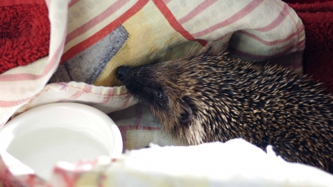 Hedgehog