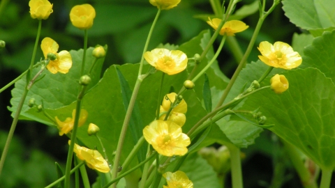 Lesser spearwort