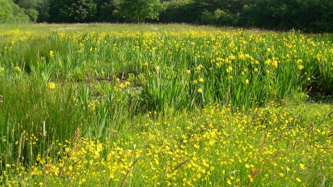 Arnold's Meadow