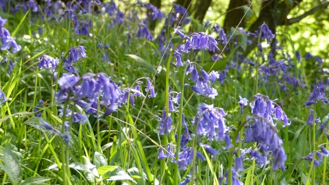 Goslings Wood Bluebells