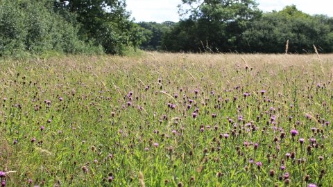 Porter's Lodge Meadow