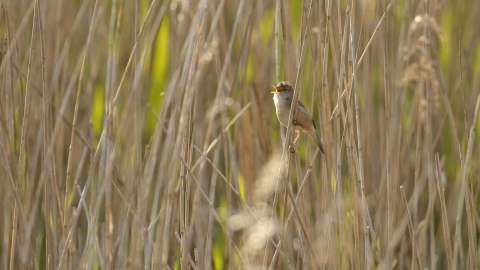 Reed warbler