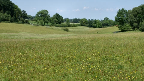 Robert's Field