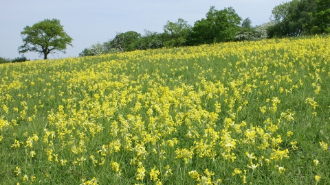 Robert's Field