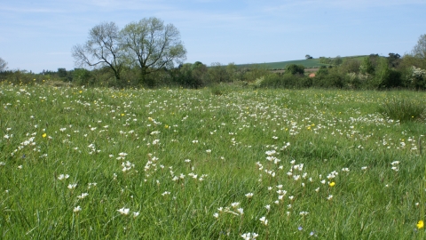 Silveriness Meadows