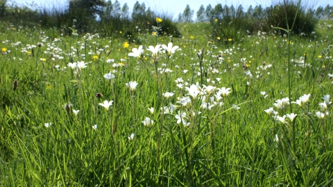 Silveriness Meadows