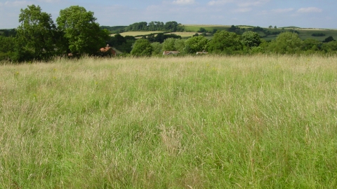 Silveriness Meadows