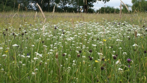 Hatton Meadows