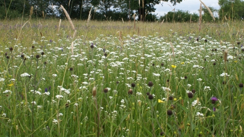 Hatton Meadows