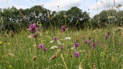 Sotby Meadows