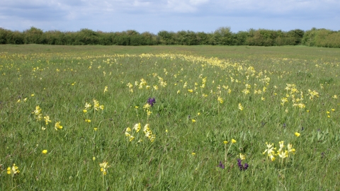 Spendluffe Meadows