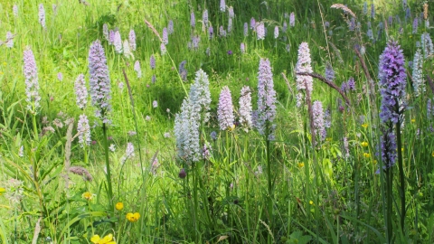 Spotted orchids