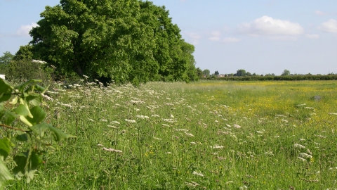 Surfleet Lows