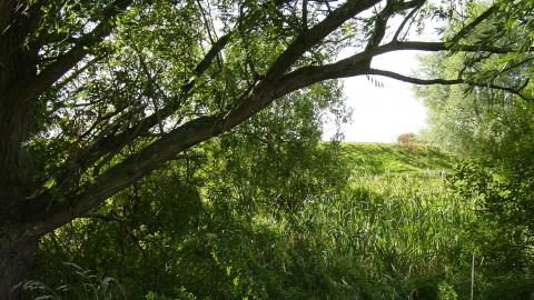 Thurlby Fen