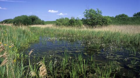 Thurlby Fen