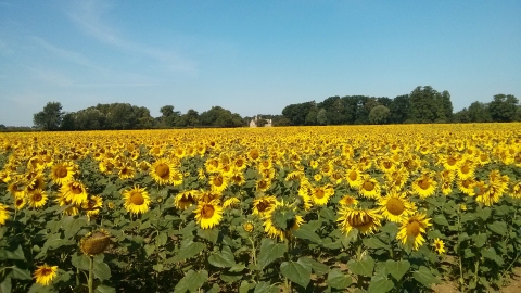 Sunflowers at Vine House Farm