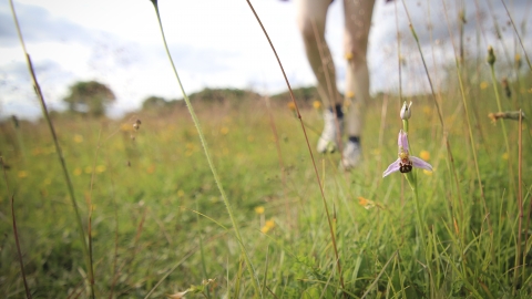 Walking past bee orchid