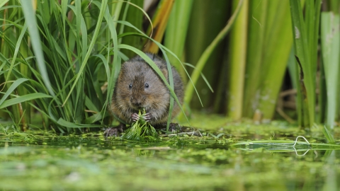 Water Vole