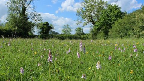 Willoughby Meadow