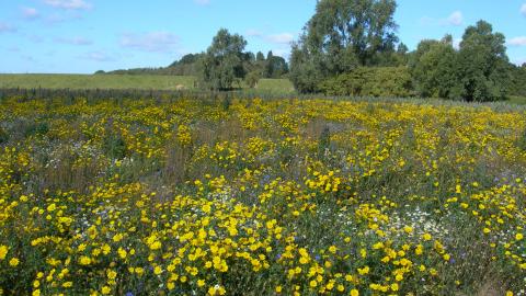 Willow Tree Fen