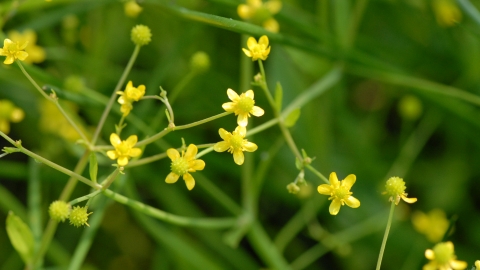 Badgeworth buttercup