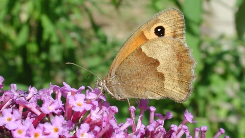 Meadow brown