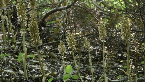 Bird's-nest orchids