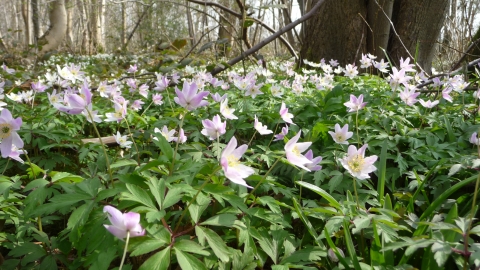 Wood Anemones