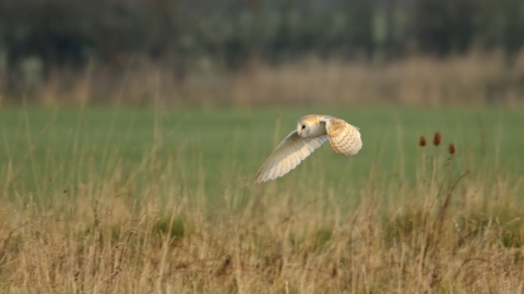 Barn Owl