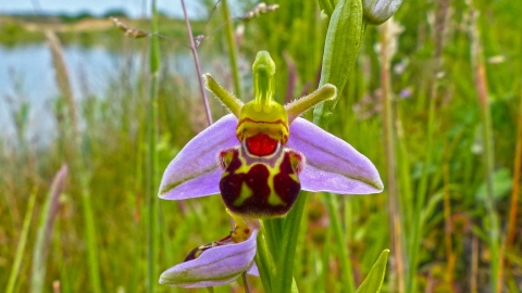 Bee orchid