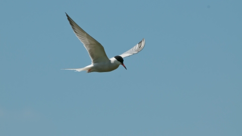 Common tern