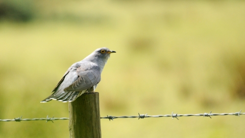 Cuckoo