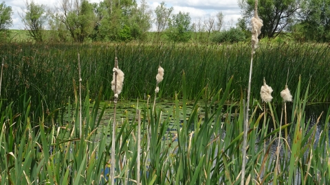 Baston Fen