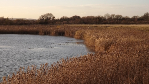 Fiskerton Fen