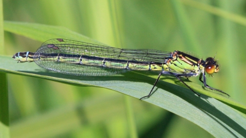 Damselfly