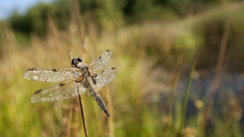 Dragonfly