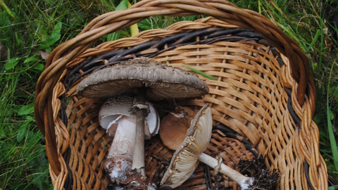 Fungus foray