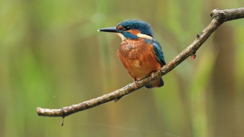 Kingfisher